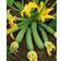 Impecta Squash 'Genovese'