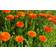 Impecta Ringblomma 'Orange King'