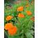 Impecta Ringblomma 'Orange King'