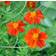 Impecta Tagetes, Linné-, Burning Embers