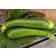 Impecta Squash, F1 Keesha