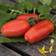 Impecta Plommontomat San Marzano 2