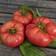 Impecta Bifftomat 'Brandywine'