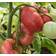 Impecta Bifftomat 'Brandywine'