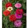 Impecta Zinnia
