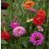 Impecta Zinnia