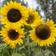 Impecta Solros, Jätte-, Giganteus