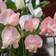 Impecta Luktärt 'Spring Sunshine Nancy'