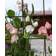 Impecta Luktärt 'Spring Sunshine Nancy'