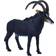 Mojo Sable Antelope Wildlife Animal