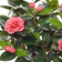 Green4Ever Camellia Pink/Green Konstgjord växt