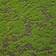 Green4Ever Moss Sheet Green