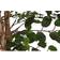 Home ESPRIT Polyetylen Fig Tree 100 x 100 x 210 cm Konstgjord växt