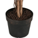 Home ESPRIT Polyetylen Fig Tree 100 x 100 x 210 cm Konstgjord växt