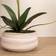 Scottish Everlastings White Speckled Orchid Artificial Plant