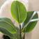 Scottish Everlastings Real Touch Rubber Tree Artificial Plant