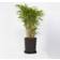 Plant in a Box Fargesia Nitida Gansu 50-70 cm Topf 17 cm