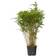 Plant in a Box Fargesia Nitida Gansu 50-70 cm Topf 17 cm