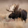 canvasbutik Sound-absorbing board - Grand Moose Väggdekor 50x70cm
