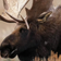 canvasbutik Sound-absorbing board - Grand Moose Väggdekor 50x70cm