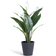 Habitat Large Peace Lily - White Artificial Plant