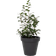 Harald Nyborg Pot ∅48cm