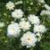 Impecta Rosenskära 'Double Click Snow Puff'