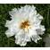 Impecta Rosenskära 'Double Click Snow Puff'