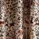 Dunelm Forest Animals Blackout Eyelet Curtains 168x228cm