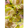 Jotex Frida Bed Sheet Green, Yellow (200x180cm)