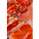 Jotex Frida Lagen Orange (200x120cm)