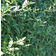 Liguster 100-120cm 10-pack Hækplante