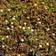 Leptinella (Cotula) Squalida Staude