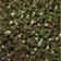 Leptinella (Cotula) Squalida Staude