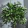 OutSunny Bay Laurel Green Artificial Plant 2pcs