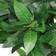 Leaf Faux Liner Green Artificial Plant 2pcs