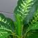 Homcom Evergreen Green Artificial Plant