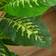 Homcom Evergreen Green Artificial Plant