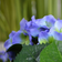 Green4Ever Hydrangea Green/Purple Konstgjord växt