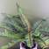 Leaf Bushy Fern Potted Green Artificial Plant
