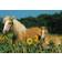 Ravensburger Puzzle Cavalli 200 pz 33.5 x 23.1 x 3.7 cm 12628