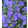 Geranium Himalayense 'Birch Double'