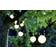 Sirius Lucas Clear String Light 10 Lamps