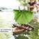 Haba Terra Kids Cork Boat Activity Kit 304244