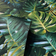 Arthouse Living Wall (924108)
