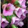 Kæmpestenbræk Baby Doll Bergenia hybrid Baby Doll Potteplante