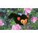 EyePet: Your Virtual Pet (PSP)