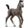 Schleich Horse Club 2023 New Horses, Horse Toys for Girls and Boys Cheval de Selle Francais Foal Horse Toy Figurine, Ages 5