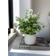 Shein Artificial Plant Pot Decoration For Home Green Artificial Plant