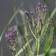 Jernurt - Verbena hastata Prydbusk